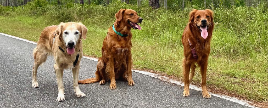 Off leash walking with all three dogs