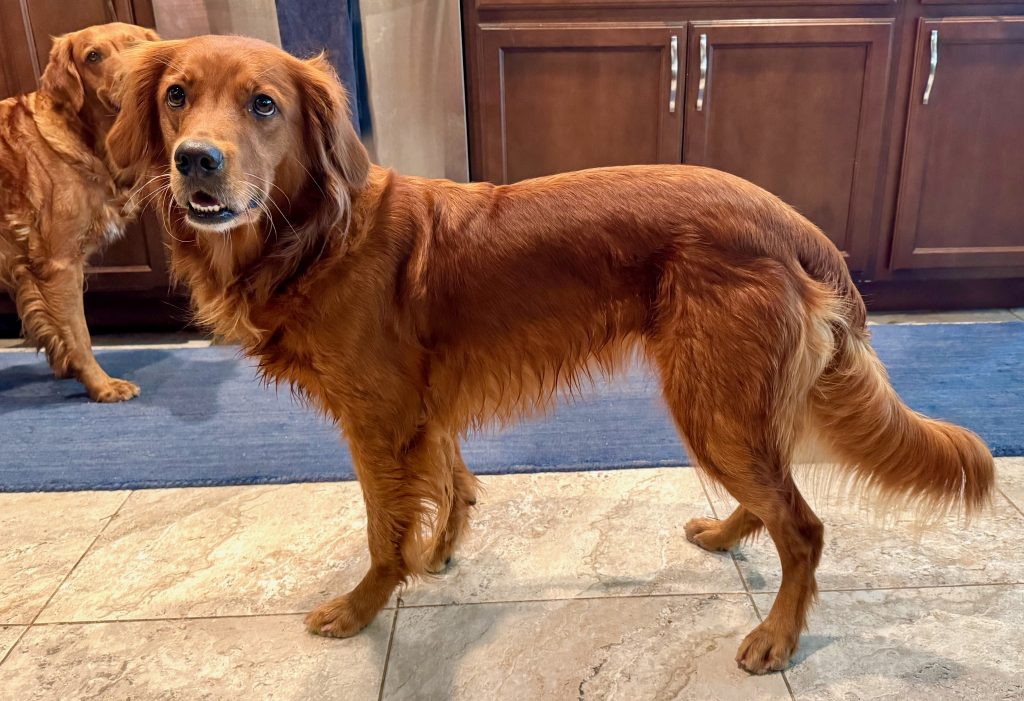 Photo of 4-year Cassidy from the side